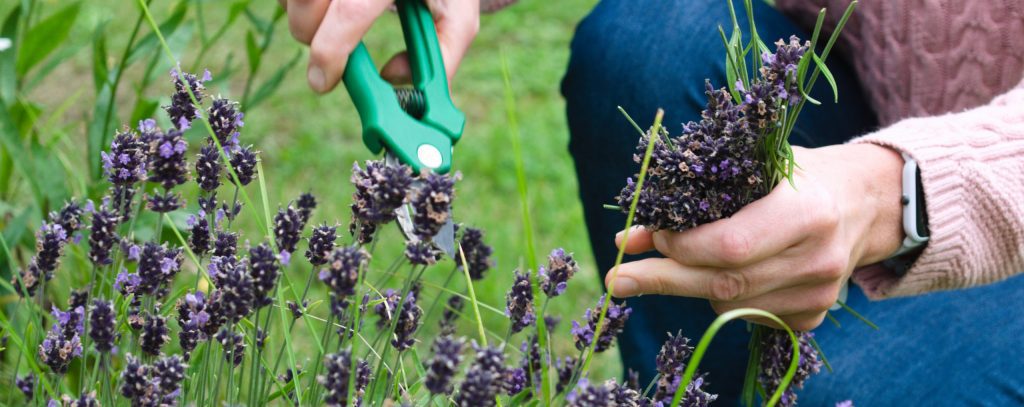 Snoeien Van Lavendel Hoe Doe Je Dat Lavendelonline