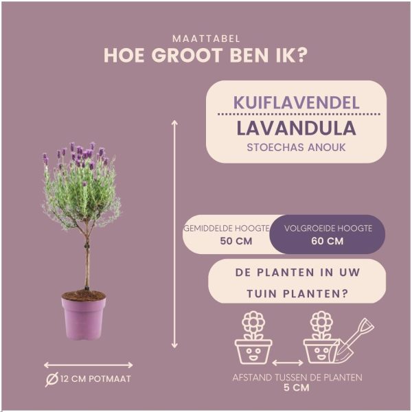 Set van 2 Franse Lavendels op stam in sierpot
