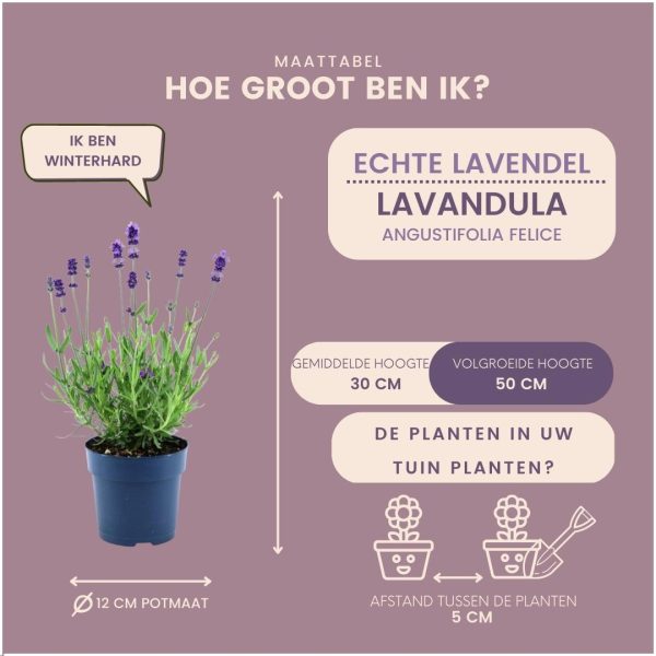 Lavendel Mixpakket van 6 planten