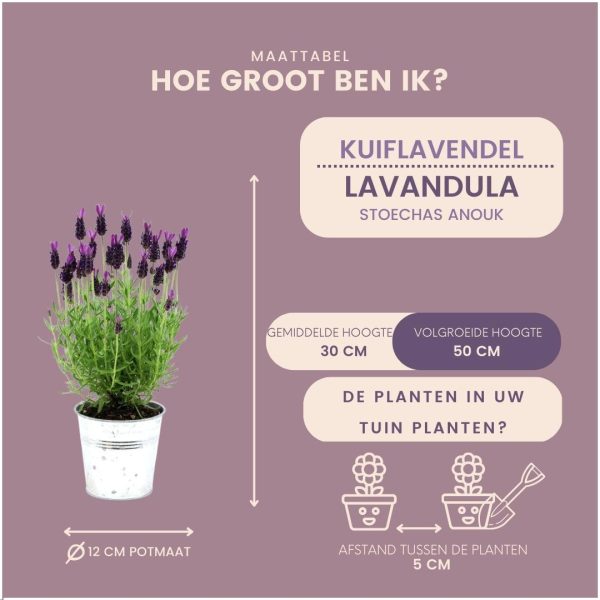 Set van 3 Franse Lavendels in sierpot 'Old Look'