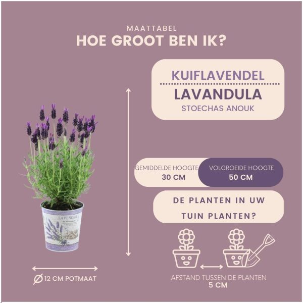 Set van 3 Franse Lavendels in sierpot 'Lavendel print'
