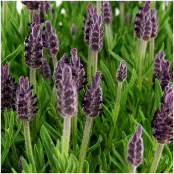 Set van 6 Franse Lavendels