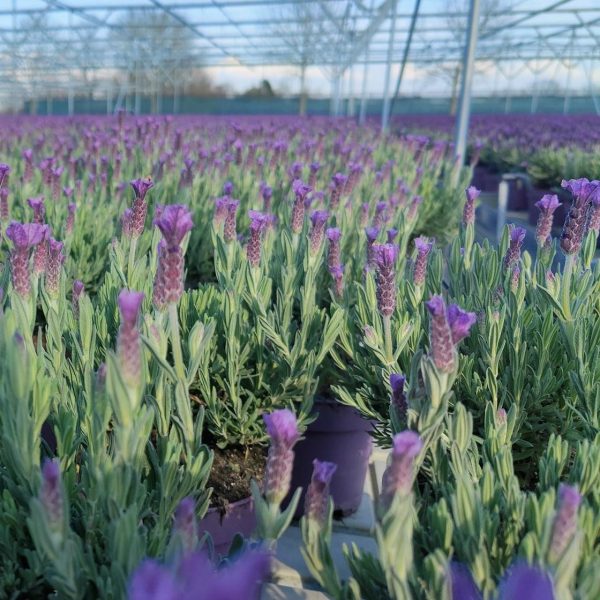 Set van 2 Franse Lavendels op stam