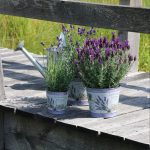Set van 3 Franse Lavendels in sierpot 'Lavendel print'
