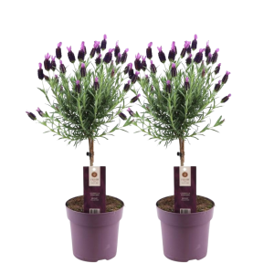 Set van 2 Franse Lavendels op stam