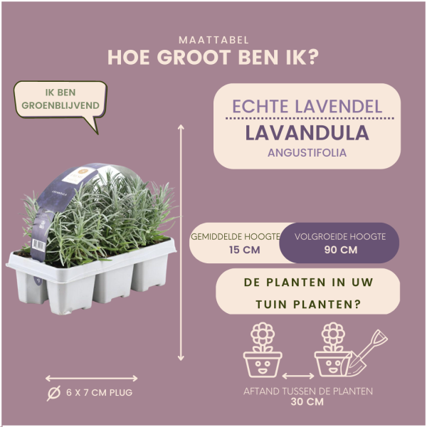 Lavendel angustifolia 6 Pack