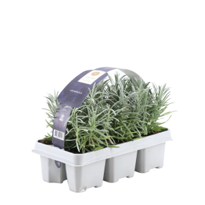 Lavendel angustifolia 6 Pack - grow it yourself