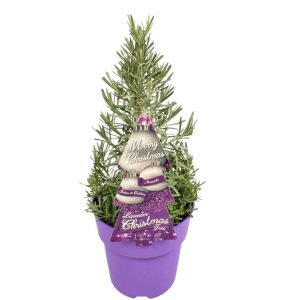Echte Lavendel Kerstboom